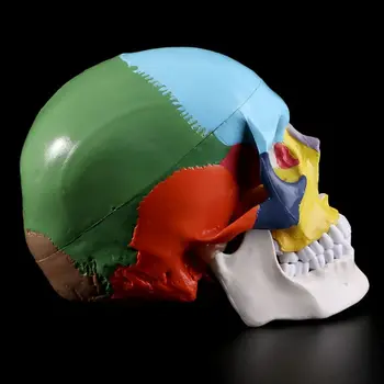 Gyvenimo Dydis Spalvinga Žmogaus Kaukolės Modelis Anatomijos Anatomija Medicinos Mokymo Skeleto H8WD