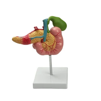 PVC Žmogaus Anatomijos dvylikapirštės žarnos Tulžies Pūslės Ligos Anatomija Medicinos Mokymo Išteklių Modelis